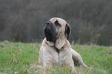 MASTIFF 112